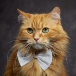 Maine Coon Kittens for Sale – Perfect Cats for Families