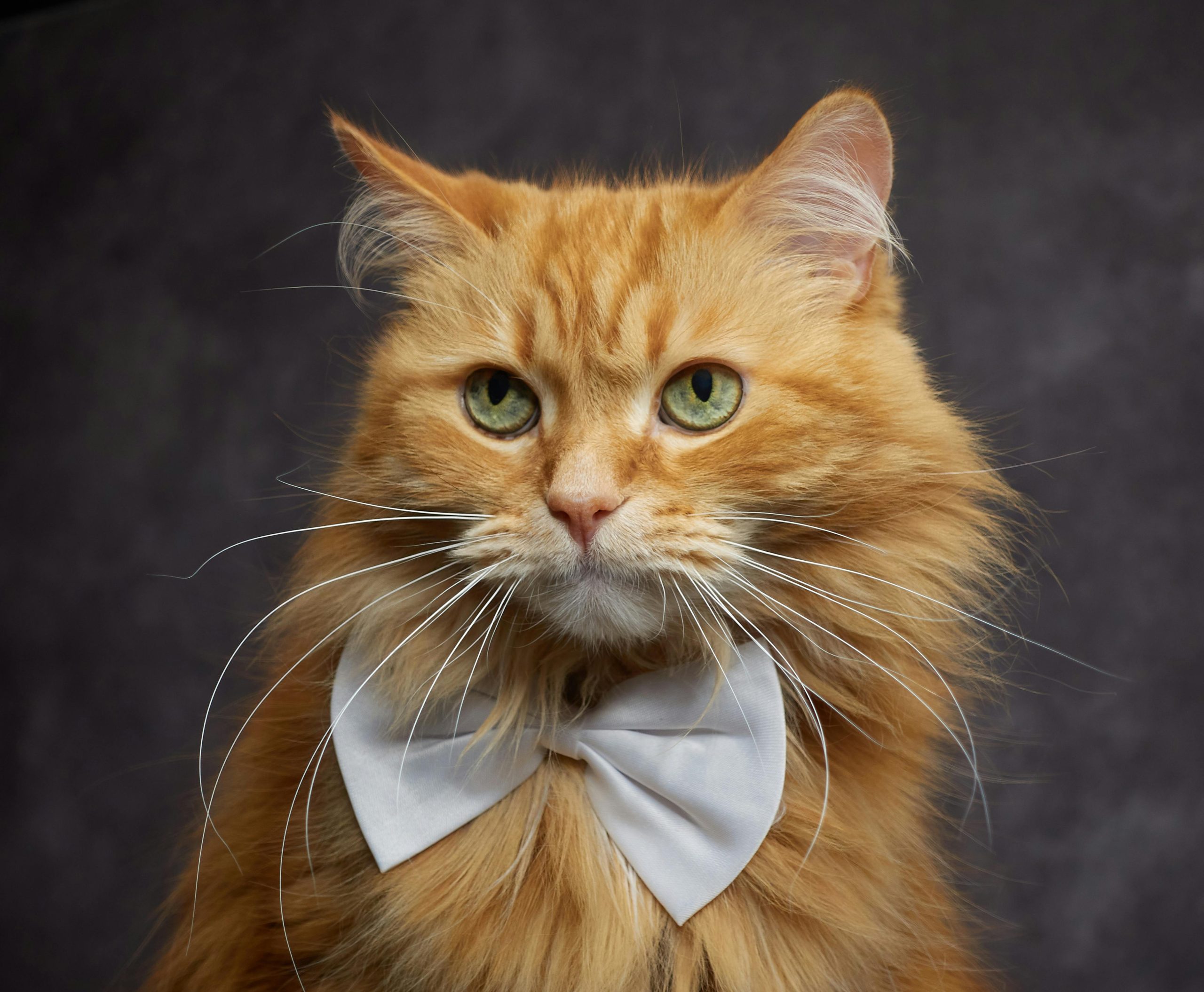 Maine Coon Kittens for Sale – Perfect Cats for Families